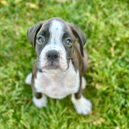 Sox - Brindle female Boxer puppy in Eagle, Idaho from Eagle ID Boxers