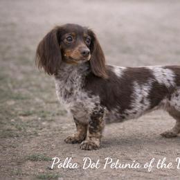 Petunia - Dachshund
