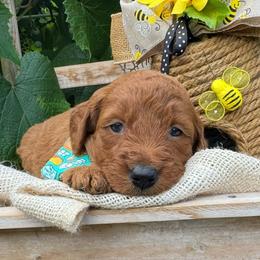 Mozzy Mozzerella - Red male Bordoodle puppy in Canfield, Ohio from Poo's Doo's & Inu's