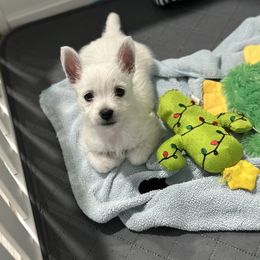 West Highland White Terrier Puppies from De Leon Westies