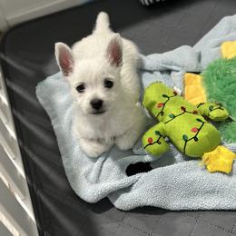 West Highland White Terrier Puppies from De Leon Westies