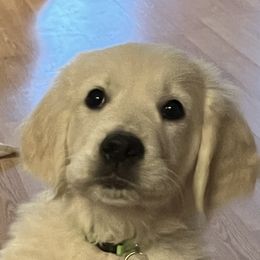 Golden Retriever Puppies from Graceful Goldens
