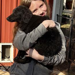 Nacho - Black and white male Aussiedoodle puppy in Nacogdoches, Texas from BA Mini Poodles