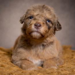 Mojito - Chocolate merle male Bernedoodle puppy in Youngstown, Florida from Wonderland’s Boujie Kennels
