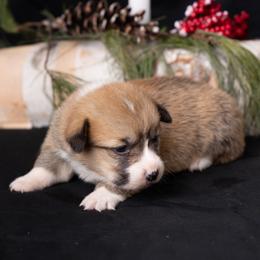 Clara - Red female Pembroke Welsh Corgi puppy in Narvon, Pennsylvania from Corgi Companions (license number 18998)