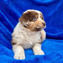 Chipper - Red merle male Australian Shepherd puppy in Collinston, Utah from Corbridge Aussies
