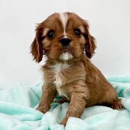AKC Champion-Sired Mickey - Ruby male Cavalier King Charles Spaniel puppy in Louisville, Kentucky from Ali-Mae Cavaliers