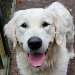 Anakin - Golden Retriever