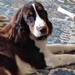 Rickybobby - English Springer Spaniel
