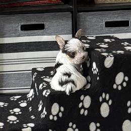 Nala AKC - Chocolate, tan and white female Yorkshire Terrier puppy in Labelle, Florida from Chocolate and Parti Yorkies in Florida