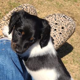 Dachshunds from Santos Kennels