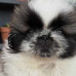 Pekingese, Poodles, and Shih Tzus from Happy puppies