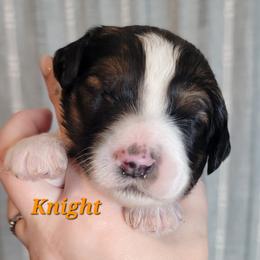 Knight (Orange Collar) - Parti male Goldendoodle puppy in Scurry, Texas from 07 Seven Oaks Goldens and Doodles