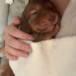 Dachshund Puppies from TS Dachshunds