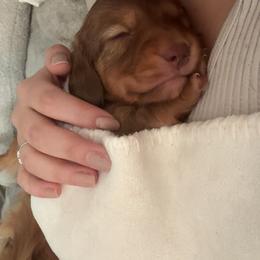 Dachshund Puppies from TS Dachshunds