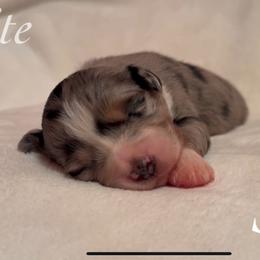 Snow - Blue merle female Miniature Australian Shepherd puppy in Corpus Christi, Texas from Elite Miniature Australian Shepherds