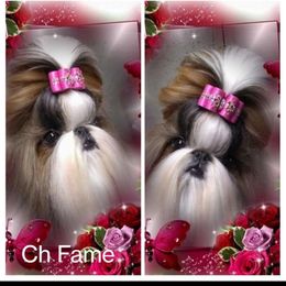 Ch Fame - Shih Tzu