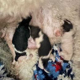 Cypress - Parti male Poodle puppy in Meadowbrook, California from Standard Poodle Pups