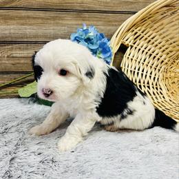 Linus - Black and white male Aussiedoodle puppy in Hamilton, Michigan from White Pine Farm