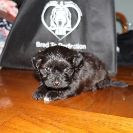 Hedy Lamarr - Black female Havanese puppy in Hamptonville, North Carolina from Alabama Havanese Kennel