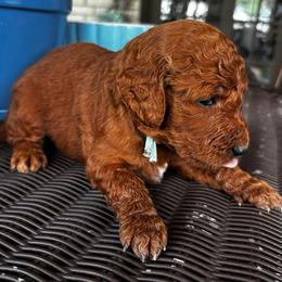 Light Blue Collar Male - Chocolate male Goldendoodle puppy in Eunice, Louisiana from Maison De Pawz