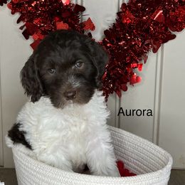 Girl 1 - Parti Goldendoodle puppy in Newark, Ohio from Valleydayle Doodles and Wheatens