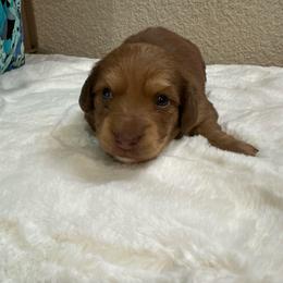 Uno - Chocolate and tan male Dachshund puppy in Saginaw, Texas from Saginaw Dachshunds
