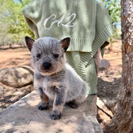 Mr. Blake (AKC) - Blue male Australian Cattle Dog puppy in Sahuarita, Arizona from A2 Australian Cattle Dogs