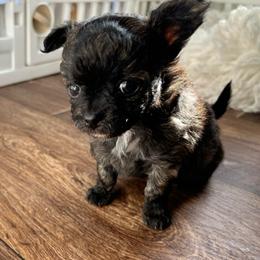 Ivy - Black female Chihuahua puppy in Coweta, Oklahoma from Green Country Chihuahuas