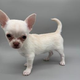 Cream puppy - Cream and white female Chihuahua puppy in Smyrna, Georgia from GeorgiasChihuahuas