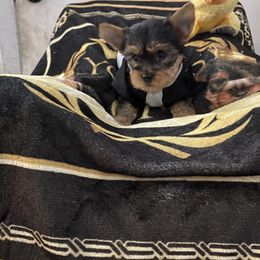 Yorkshire Terrier Puppies from Joy Riley's Yorkies