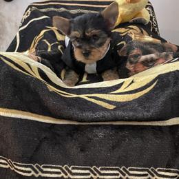 Yorkshire Terrier Puppies from Joy Riley's Yorkies