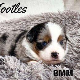 Miniature American Shepherd puppies from Willow Lane Ranch