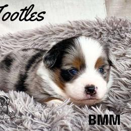 Miniature American Shepherd puppies from Willow Lane Ranch