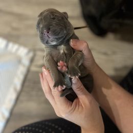 Cane Corso Puppies from Valyrian Cane Corsos