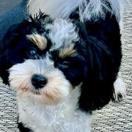 Havanese from Cabana Havanese