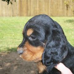 English Setter, Golden Retriever, and Gordon Setter Puppies from Katherine's Gordon Setters, English Setters, and Golden Retrievers