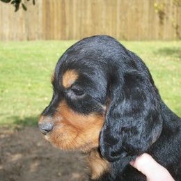 English Setter, Golden Retriever, and Gordon Setter Puppies from Katherine's Gordon Setters, English Setters, and Golden Retrievers