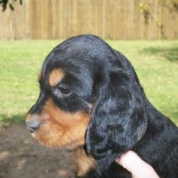 English Setter, Golden Retriever, and Gordon Setter Puppies from Katherine's Gordon Setters, English Setters, and Golden Retrievers