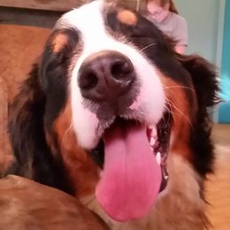 Sir Mikey - Bernese Mountain Dog