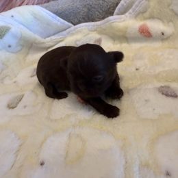 Female 1 - Chocolate female Shih Tzu puppy in Success, Missouri from Sweet Success
