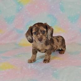 Dachshund Puppies from Newbern's Nuggets