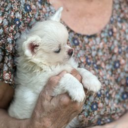 Sunny - Cream male Chihuahua puppy in Allentown, Pennsylvania from Tsunami Cockers & Chihuahuas