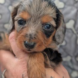 Mindy - Dapple female Dachshund puppy in Barnard, Missouri from KB Doxies
