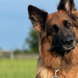 German Shepherds from Leah Willis