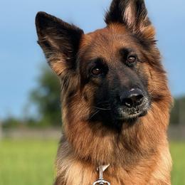 German Shepherds from Leah Willis