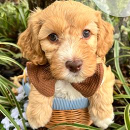 Winnie - Caramel female Australian Labradoodle puppy in Decatur, Alabama from Southern Meadows Doodles