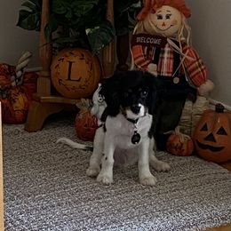 Cavalier King Charles Spaniel Puppies from Cassie’s Cavaliers