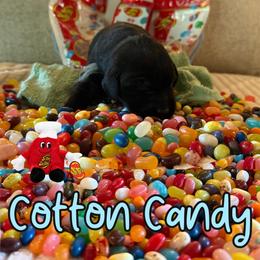Cotton Candy - Black female Labrador Retriever puppy in Water Valley, Mississippi from Three Lakes Labs & WHDs
