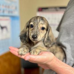 TINY AKC Cream Brindle 4500 (pay in full at pickup - no deposit) - Cream female Dachshund puppy in Pauls Valley, Oklahoma from Simply Happy Dachshunds